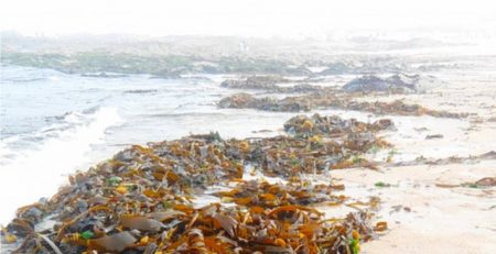 mar de sargaço Moledo